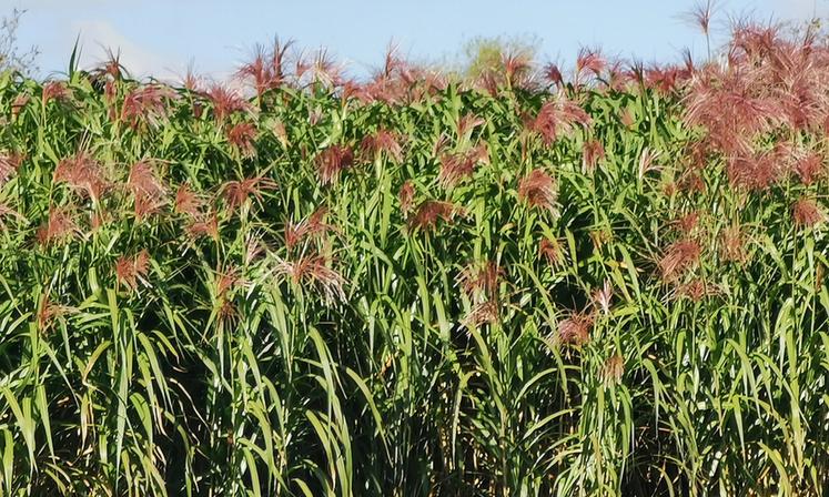 Le miscanthus peut contribuer à protéger les ressources en eau du territoire.