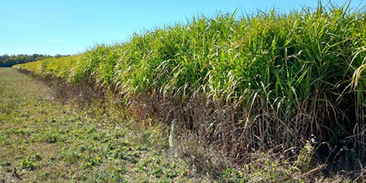 Le miscanthus peut servir à chauffer les bâtiments, mais aussi au paillage horticole ou en litière animale. Culture à bas niveau d'intrants, il peut valoriser des ZNT et être planté dans les aires d'alimentation de captage.