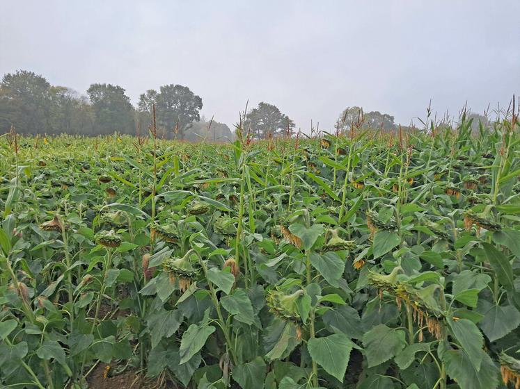 Disposant d’une bonne résistance au stress hydrique et thermique, le tournesol, en association avec du maïs ou du sorgho, s’avère une solution satisfaisante, d’autant que certaines variétés, spécifiques aux Cive, s’affichent à un prix très abordable.