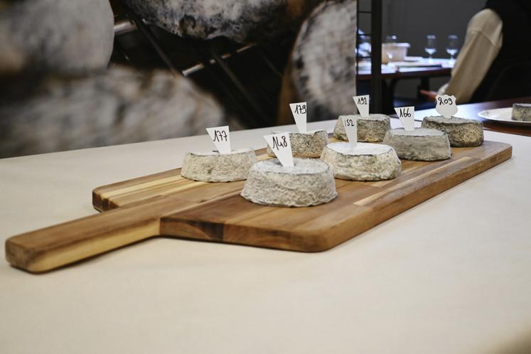 Reconnaissables à leur croûte grise et cendrée, les fromages AOP Selles-sur-Cher incarnent cinquante ans de savoir-faire caprin et d’ancrage territorial.