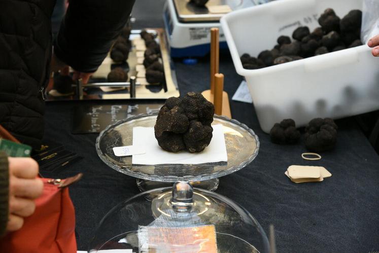Présentées dans des calibres et à des prix variés, les truffes attiraient tous les regards, à l’image de ce spécimen de plus de 500 grammes.
