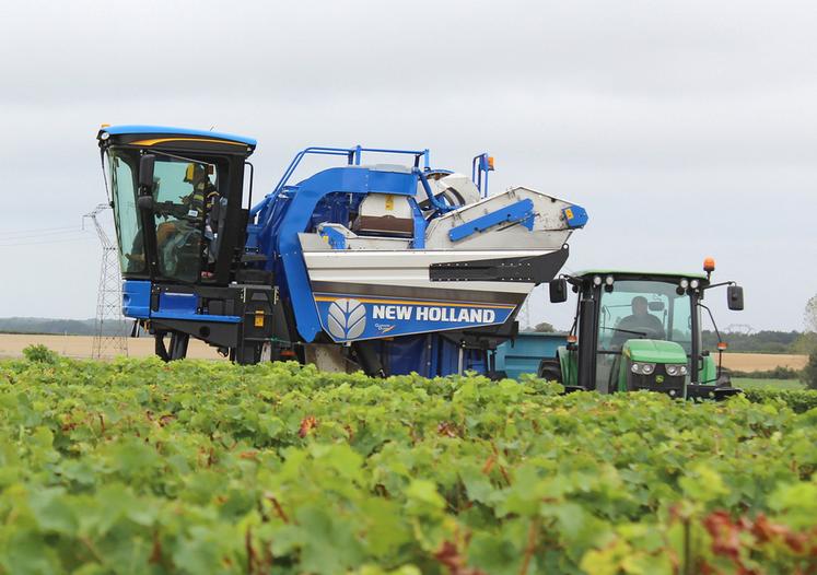 Les vendanges précoces ou l’écimage sévère à la véraison entraînent souvent une sous-maturité organoleptique.