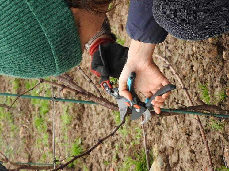 Les participants à cette journée technique ont pu découvrir ou parfaire leurs connaissances sur la taille en Guyot-Poussard.