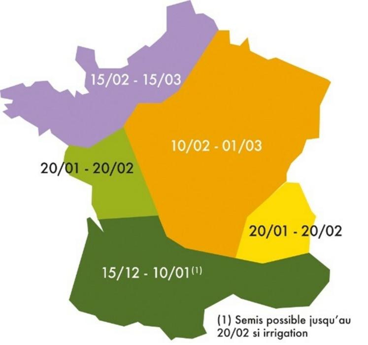 Périodes optimales pour les semis de pois de printemps.