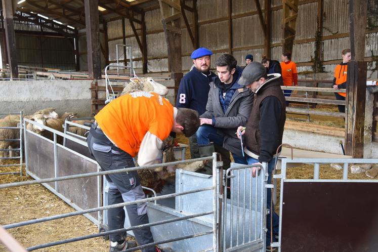 Chailly-en-Brie (Seine-et-Marne), jeudi 22 janvier. Épreuve de parage sous l'œil d'éleveurs.