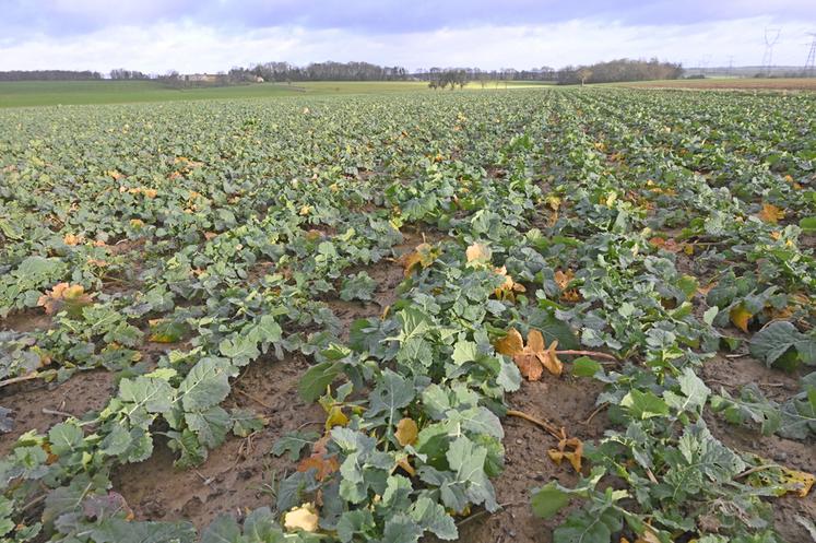 Bien évaluer la biomasse du colza est nécessaire pour adapter la fertilisation azotée.