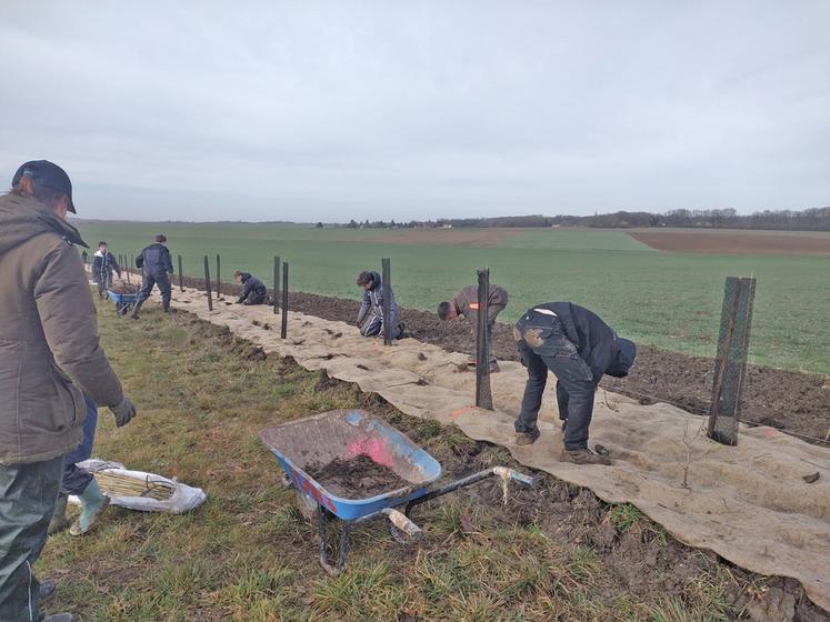 Mardi 27 janvier, à Gressey (Yvelines). Les élèves de l'Esta ont planté une haie en partenariat avec la chambre d’Agriculture Île-de-France.