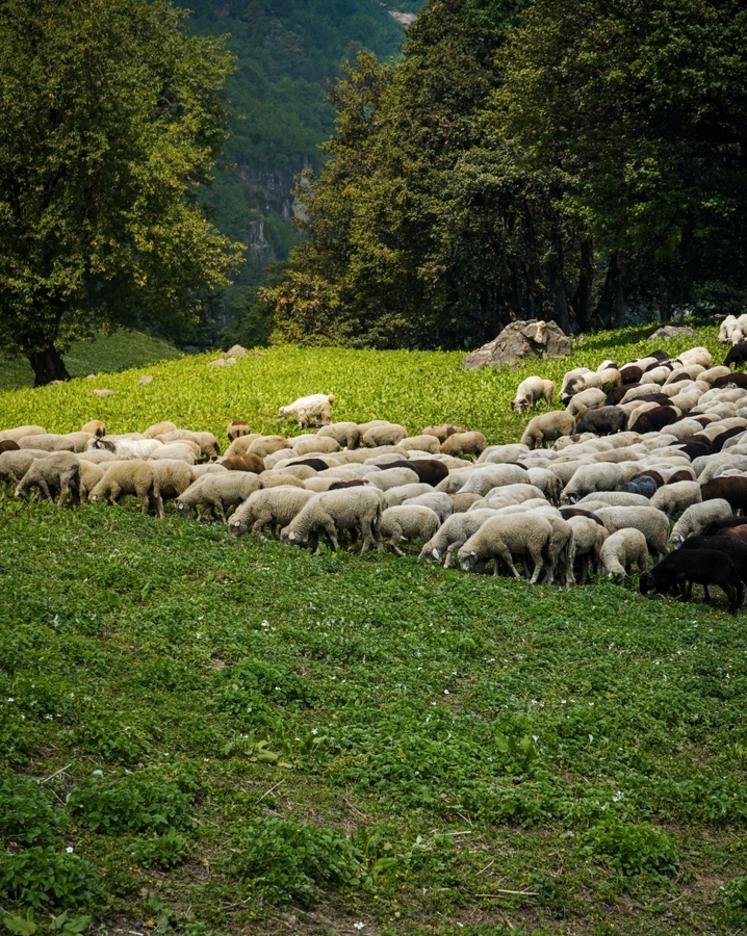 Menace pour la filière ovine en France. 