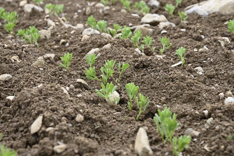 Une parcelle de lentille au stade levée. 