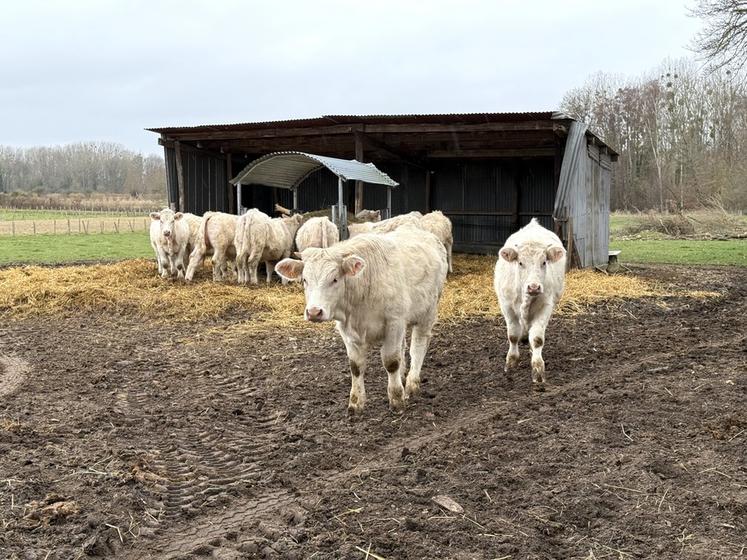 Face à la DNC, les organisations agricoles du réseau FNSEA-JA appellent l'état des mesures rapides et précises. 