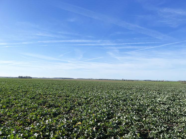 Saint-Just-en-Brie, Seine-et-Marne, dimanche 8 février. Le colza présente une belle biomasse sortie hiver. 