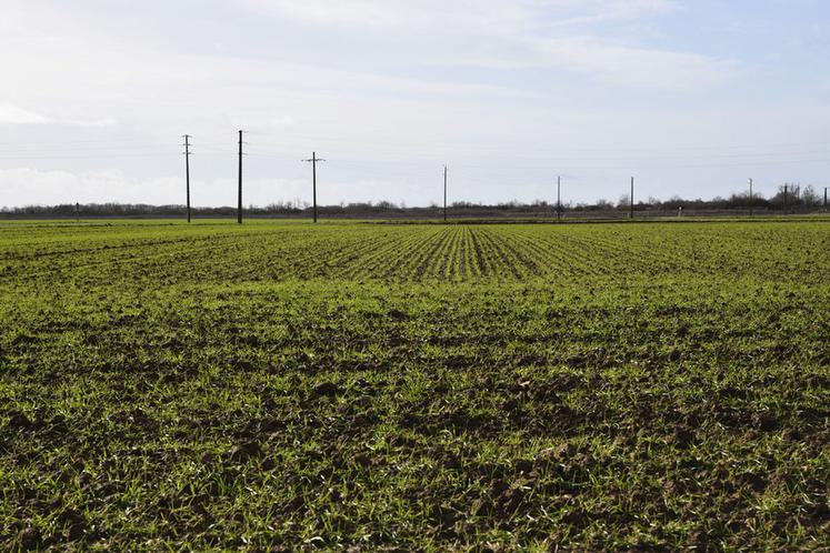 Saint-Martin-de-Bréthencourt (Yvelines), lundi 16 février. Les cultures d'hiver ont été bien implantés et certaines parcelles sont en avance dans leur développement.