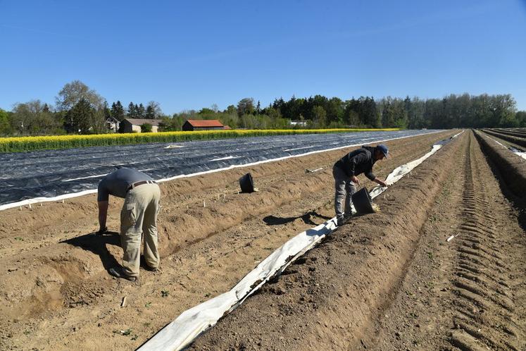 Le dispositif Mes saisonniers agricoles est ouvert aux adhérents de la FDSEA 77.