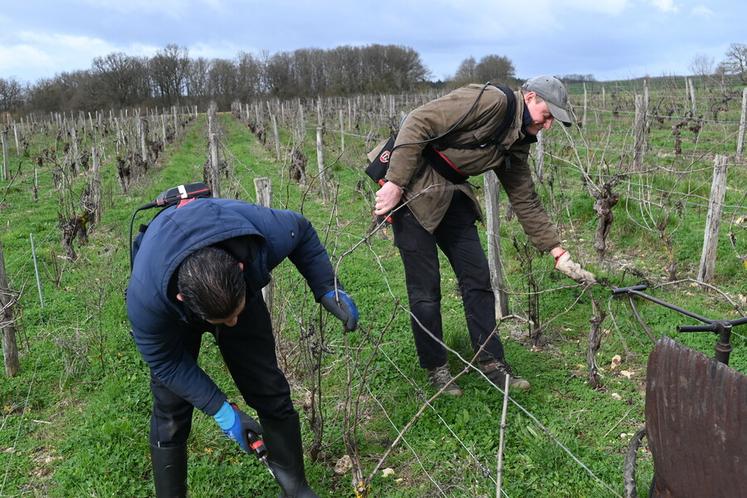 Pour la taille des vignes, Florent Jumert a recours à des saisonniers pour l'aider dans cette tâche. Comme ici Isaac, qui vient tailler sur le vignoble depuis plus de quinze ans. 