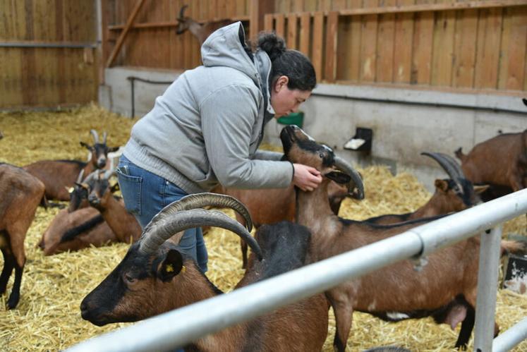 À Fay-aux-Loges, Laurence Onraedt a créé Les Chèvres de la Mardelle en 2019. Une éleveuse passionnée qui transforme l’intégralité du lait de son troupeau en fromages vendus à la ferme.