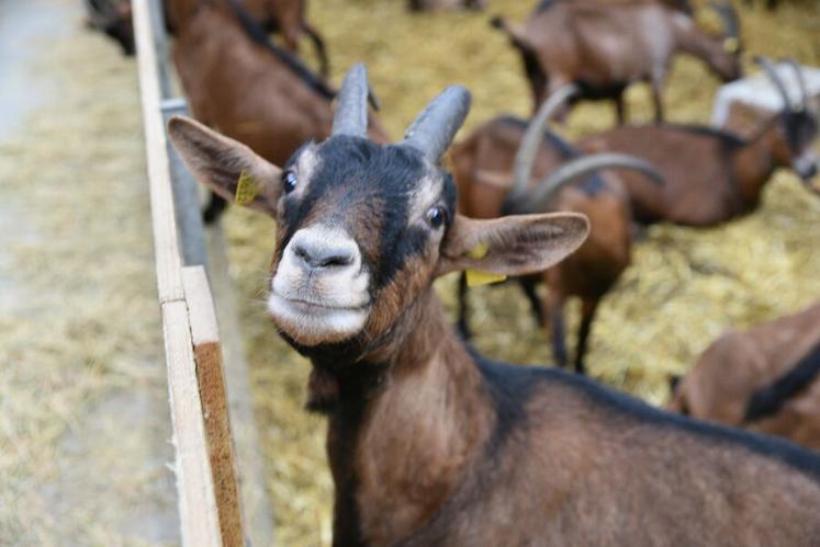 Race originaire des Alpes, la chèvre alpine est aujourd’hui la première race caprine française en effectifs. Appréciée pour ses qualités laitières, elle domine les élevages spécialisés.