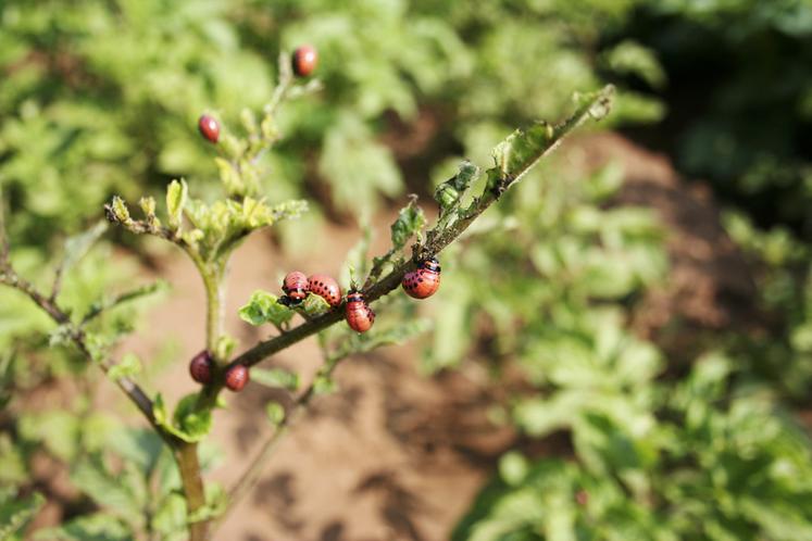 Larves de doryphores se nourrissant des feuilles de pomme de terre, un ravageur à surveiller de près.