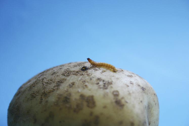 Les galeries creusées par les taupins dégradent la pomme de terre, limitant sa commercialisation.