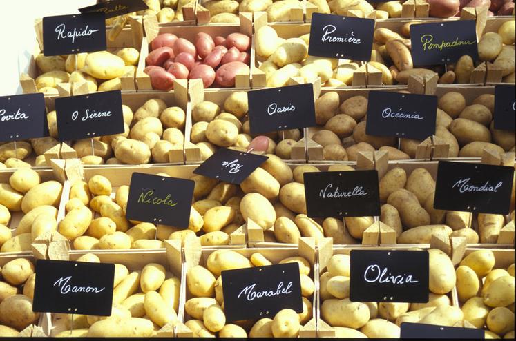 Tout l’enjeu pour l’agriculteur est de produire ce que le marché demande, avec des variétés performantes et adaptées à son système. 