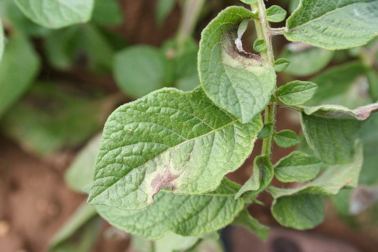 Le modèle Mileos, développé par Arvalis, permet aux producteurs de pommes de terre de piloter au mieux la lutte contre le mildiou.