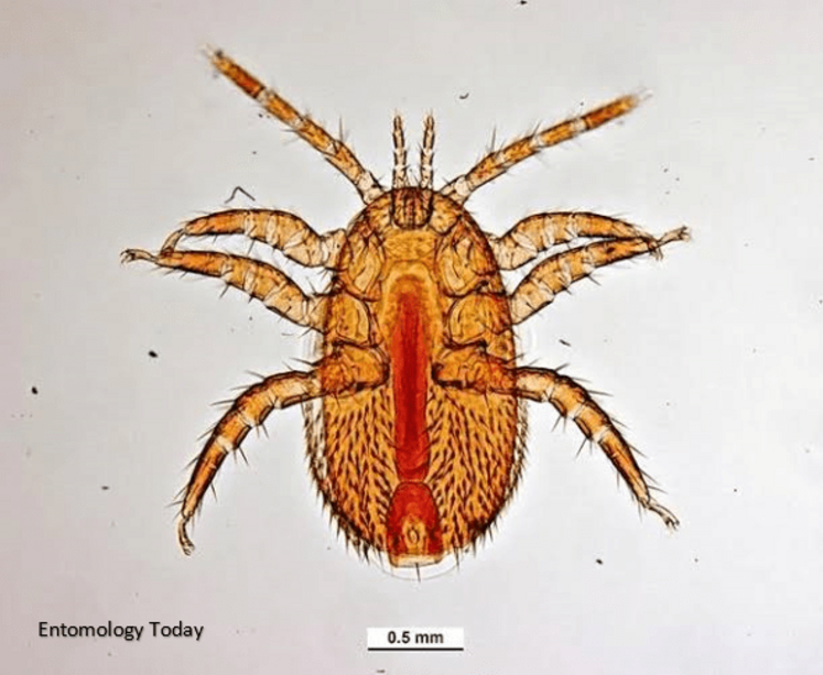 Le parasite Tropilaelaps spp., acarien microscopique du couvain des abeilles, est considéré comme une menace émergente pour les colonies européennes.