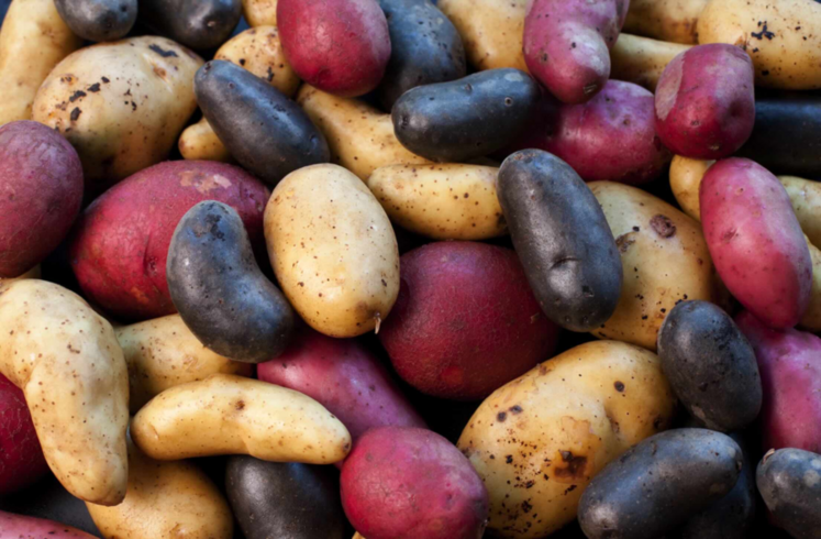 Nouvelles variétés, transformabilité, innovation génomique…, la création variétale doit aussi jongler avec les exigences industrielles et les attentes des consommateurs.