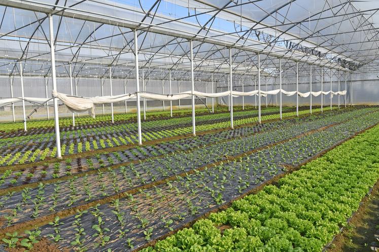 L'exploitation de Jean-Charles Raehm compte près de 4 hectares de serres où sont produits de nombreux légumes toute l'année : salades, poireaux, concombres, radis, haricots, tomates, poivrons, patates douces, courgettes...