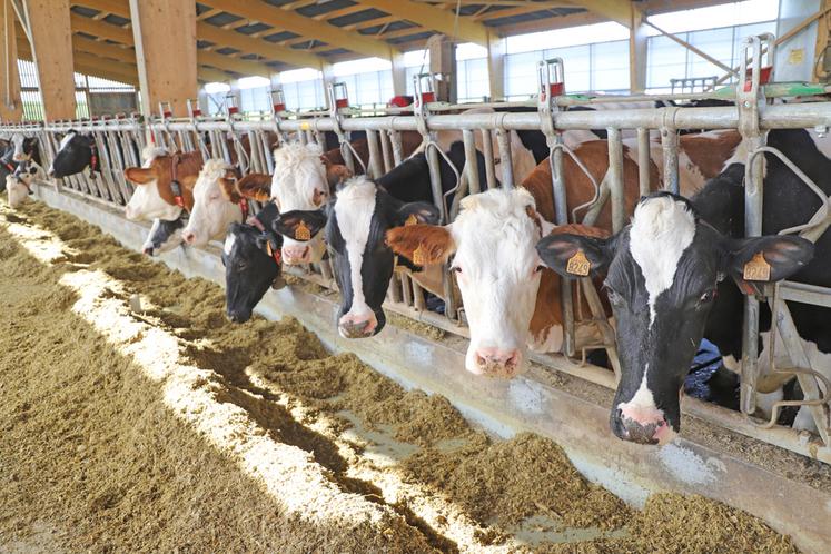 Le bâtiment d'une surface de 1700 m2 dispose de 125 places en logettes pour les vaches et de deux robots de traite. 