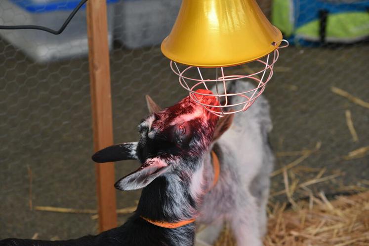 Les animaux étaient au rendez-vous pour le plaisir des petits et des grands. Cette année, aucun bovin n’était toutefois présent en raison de la Dermatose nodulaire contagieuse (DNC).