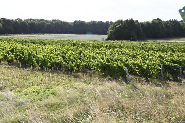 La décision de l'Anses d'interdire plus d'une quinzaine de produits à base de cuivre met en péril la viticulture biologique en France et notamment en Loir-et-Cher. 