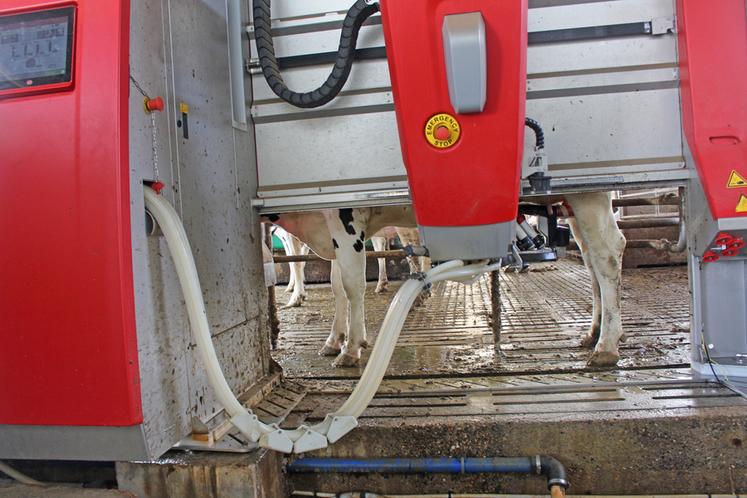 Le robot est installé à hauteur des vaches.