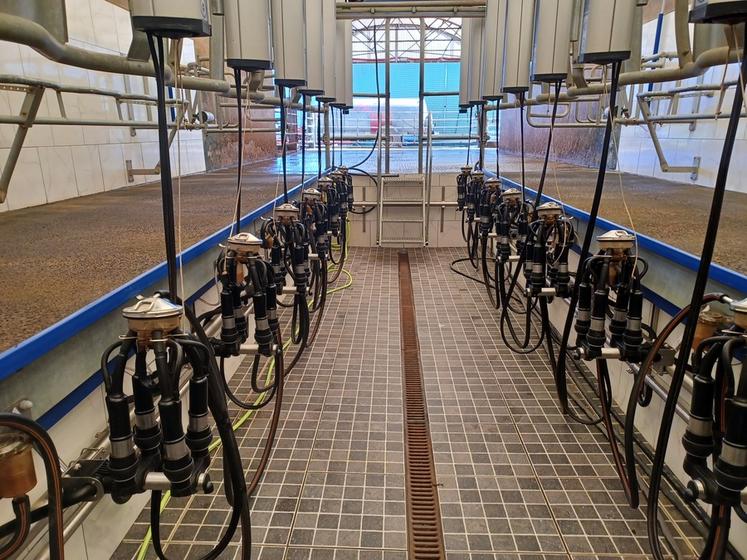 Une configuration raisonnée de la salle de traite est primordiale pour le confort du trayeur et pour celui de l'animal. 