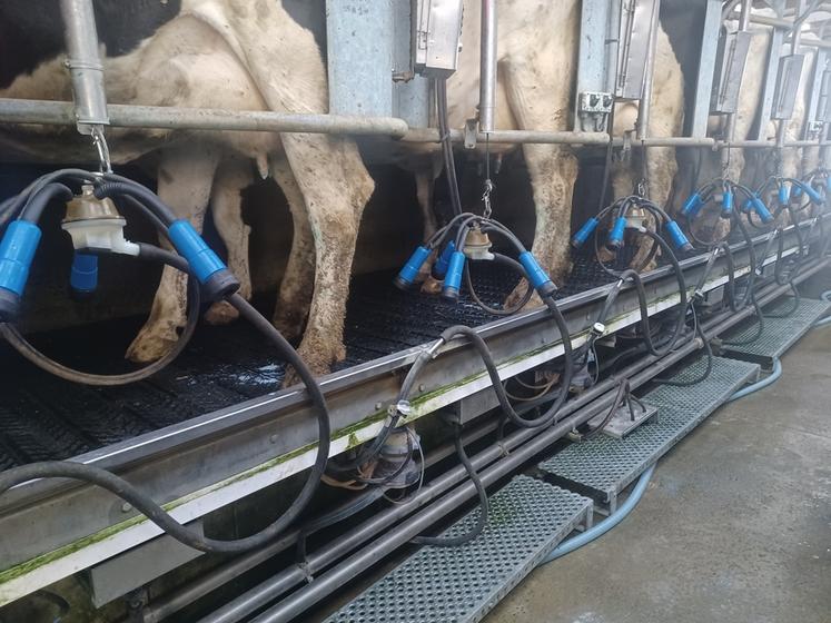 Une configuration raisonnée de la salle de traite est primordiale pour le confort du trayeur et pour celui de l'animal.