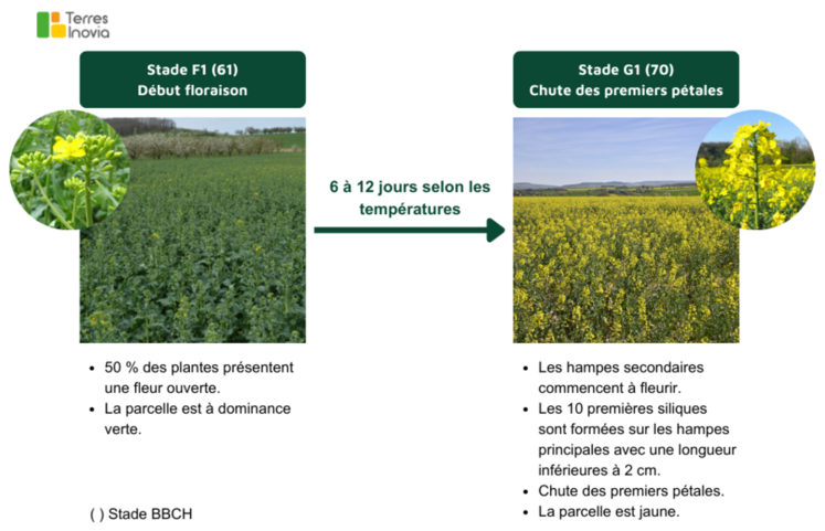 Reconnaître le stage G1 est primordial pour appliquer le traitement au bon moment.
