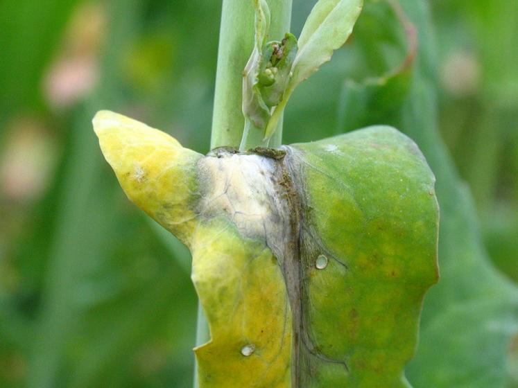 Tâche de sclérotinia sur feuille de colza. 