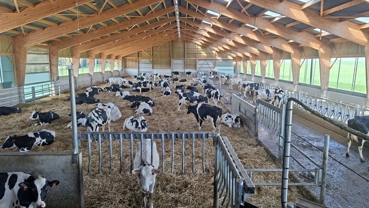 L’aire paillée et la circulation libre ont été choisies pour le bien-être des vaches.  