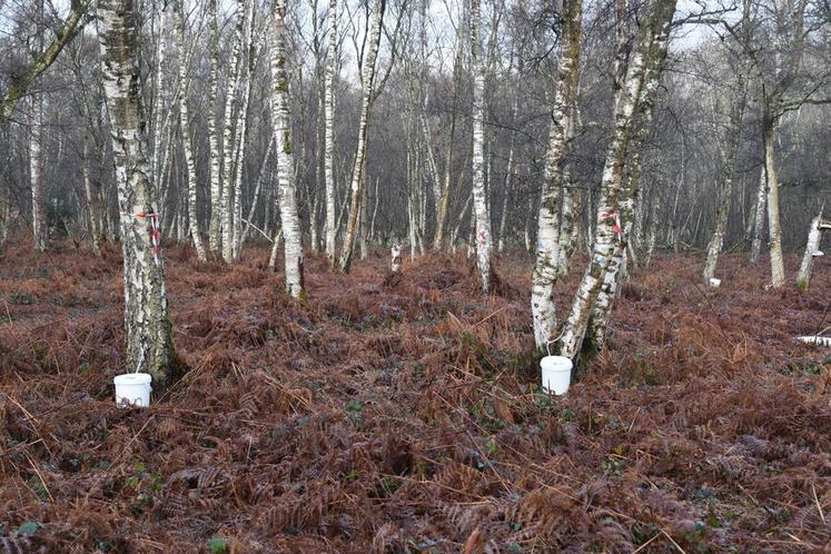 Villiers-en-Bière, mardi 10 mars. Une cinquantaine de bouleaux sont percés pour la récolte 2026. Florence Pélissier adapte le nombre d'arbres en fonction de la demande et de la production des spécimens. Ce jour-là, 140 litres ont été récoltés.