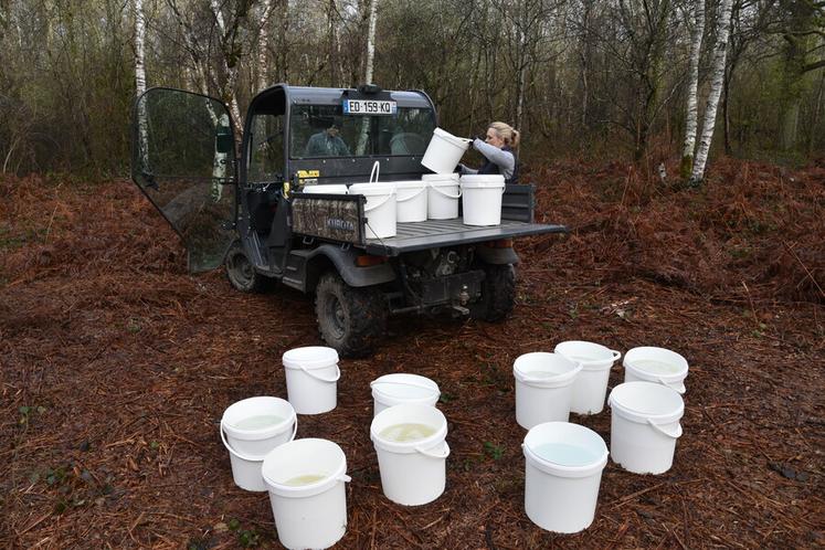 Couleur et quantité varient d'un arbre à l'autre. Les jus les plus clairs sont privilégiés pour l’ultrafrais. Le goût évolue également au fil des jours. Certains clients préfèrent la sève de fin de saison.