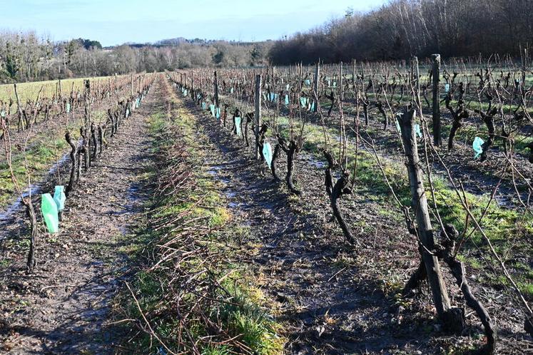 Près de 110 millions d'euros ont été demandés au niveau national concernant l'arrachage des vignes, représentant 27 500 hectares à hauteur de 4 000 euros l'hectare. 