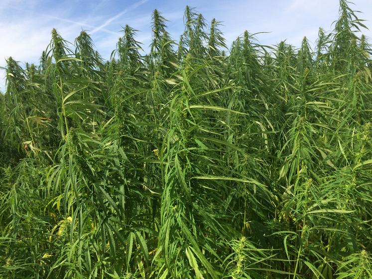 26 000 hectares de chanvre ont été cultivés dans l'Hexagone en 2025.