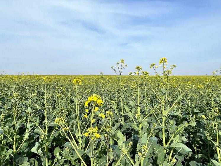 La floraison du colza constitue une ressource majeure pour les abeilles au printemps, tout en contribuant à la pollinisation et au rendement de la culture.