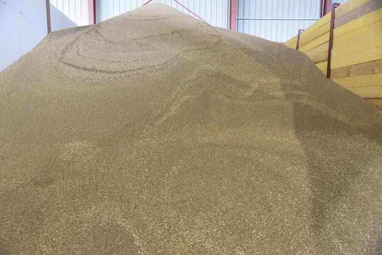 Graines de chanvre séchées. 