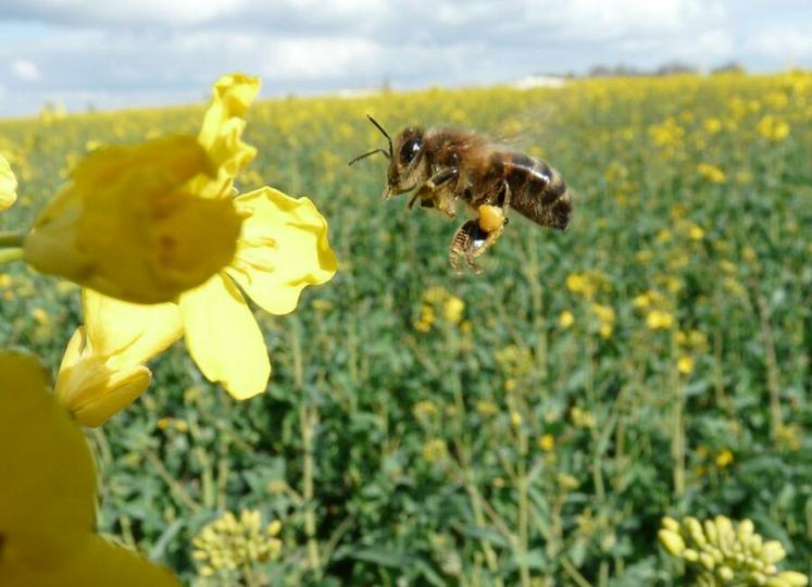 Le pollen de colza est particulièrement recherché par les abeilles. 