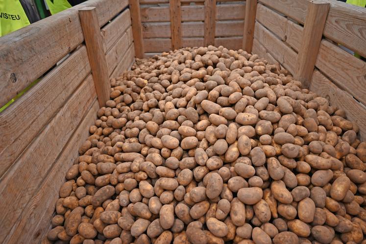 Des solutions s'offrent aux producteurs ayant des surstocks de pommes de terre.