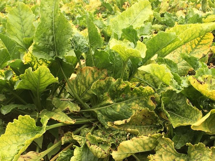 Des mesures prophylactiques permettent de limiter la circulation du virus de la jaunisse.