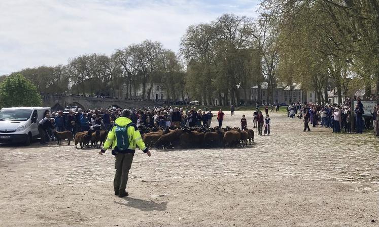 Samedi 4 avril, à Beaugency. Plusieurs centaines de personnes se sont rassemblées sur les bords de Loire pour assister à la traversée des brebis, confirmant l’engouement autour de cet événement printanier.