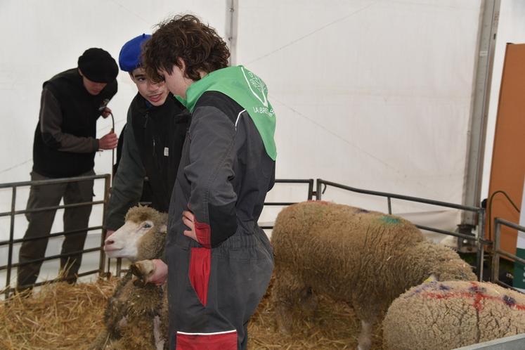 Des élèves de La Bretonnière ont pris soin des animaux et animé des ateliers ovins. 