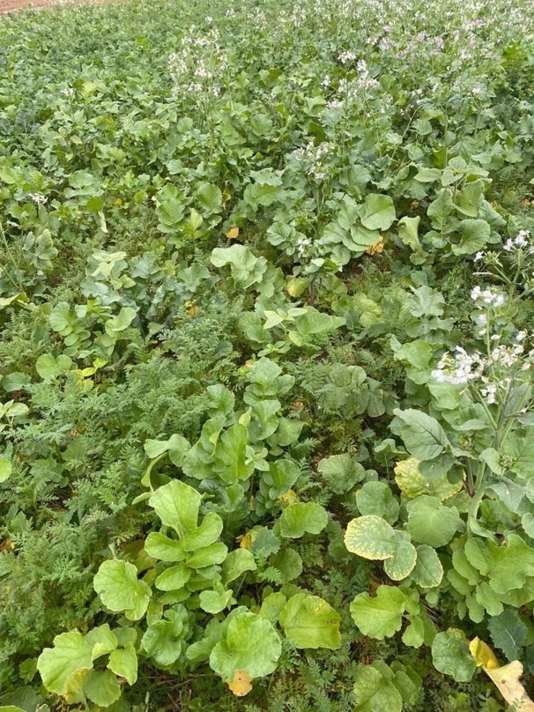 Les buttes et le double couvert (ici, essais 2025) doivent permettre une meilleure implantation des betteraves au printemps. 