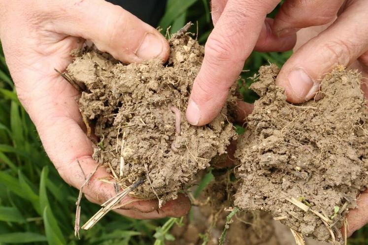 Le travail superficiel permet de maintenir la vie dans le sol.