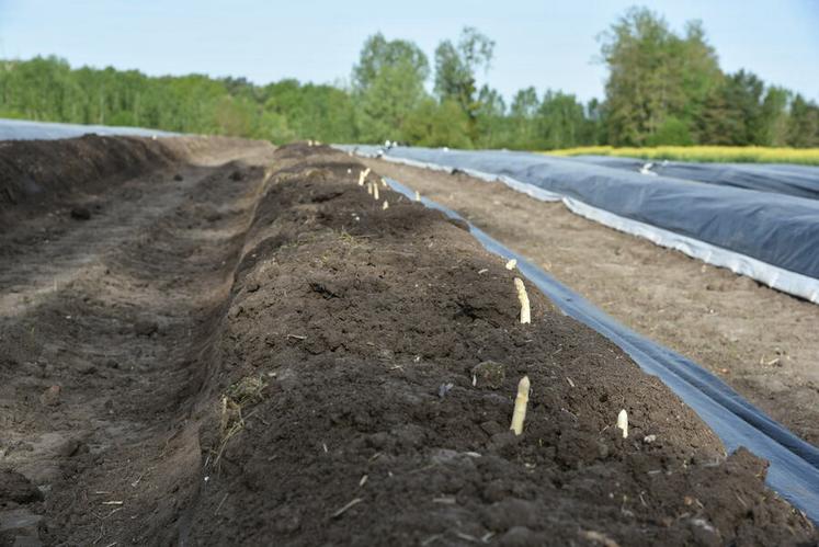 Récoltée dès son apparition au sommet de la butte, l’asperge blanche se développe sous la terre, à l’abri de la lumière, ce qui lui permet de conserver sa couleur et sa finesse.